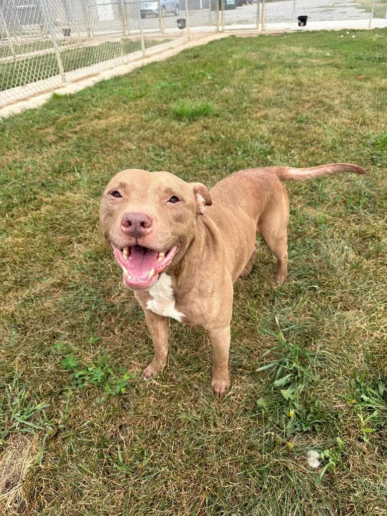 An adult medium-sized male American Staffordshire Terrier dog named Rooster for adoption in Pierceton, IN