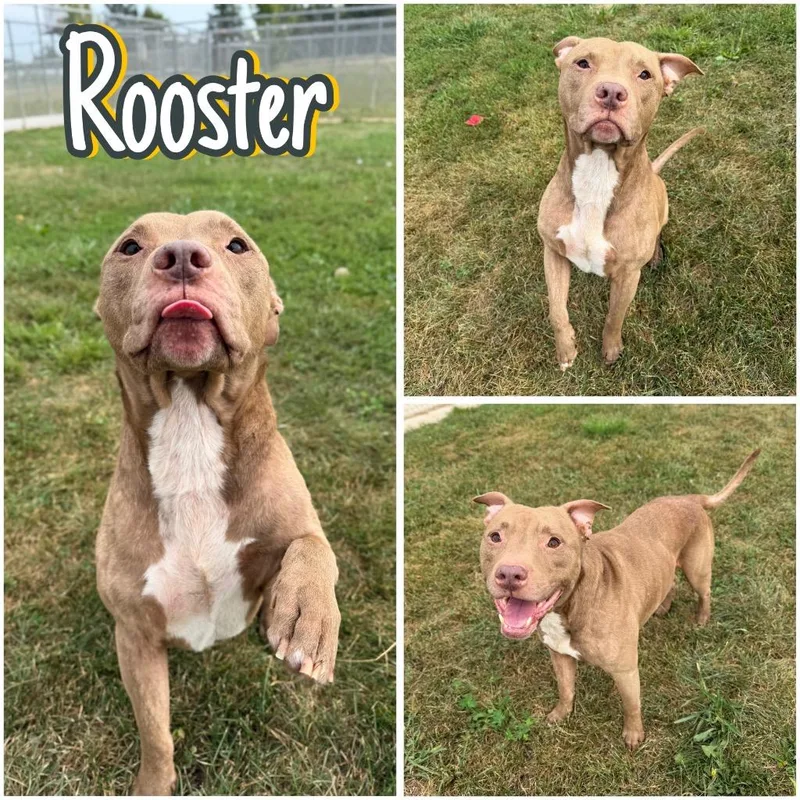 Rooster thumbnail 2
