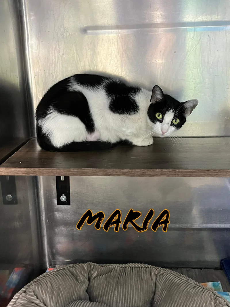 An adult medium-sized female Black & White / Tuxedo Tabby cat named Maria for adoption in Pompton Plains, NJ