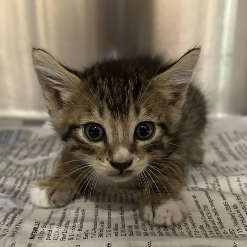 A baby small-sized male Brown / Chocolate Domestic Short Hair cat named Larry for adoption in Norman, OK