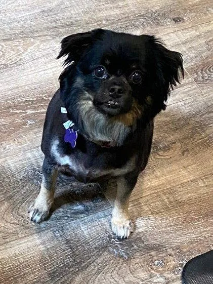 A senior small-sized female Pekingese dog named Annie  MEET ME for adoption in Cookeville, TN