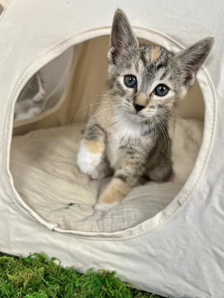 A baby medium-sized female Domestic Short Hair cat named Magnolia for adoption in Salinas, CA