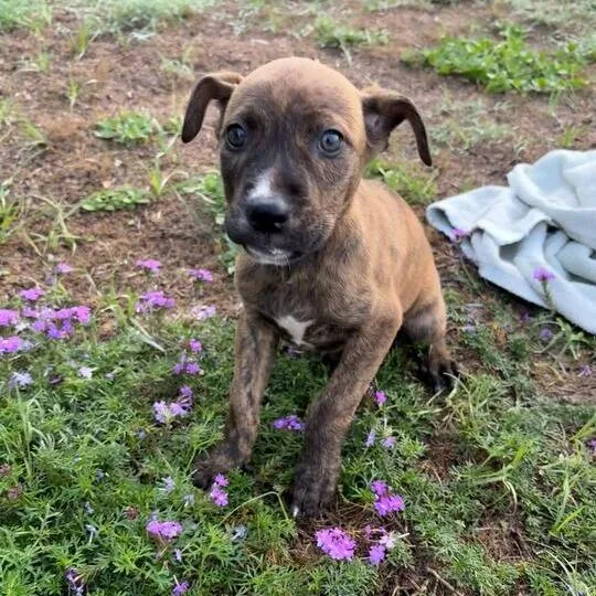 A baby small-sized female Brindle Pit Bull Terrier dog named Orchid for adoption in Buffalo, MN