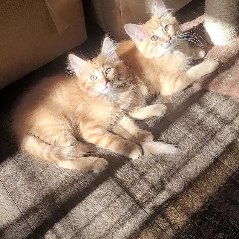 A baby small-sized male Tabby (Orange / Red) Domestic Long Hair cat named Sunset for adoption in Escalon, CA