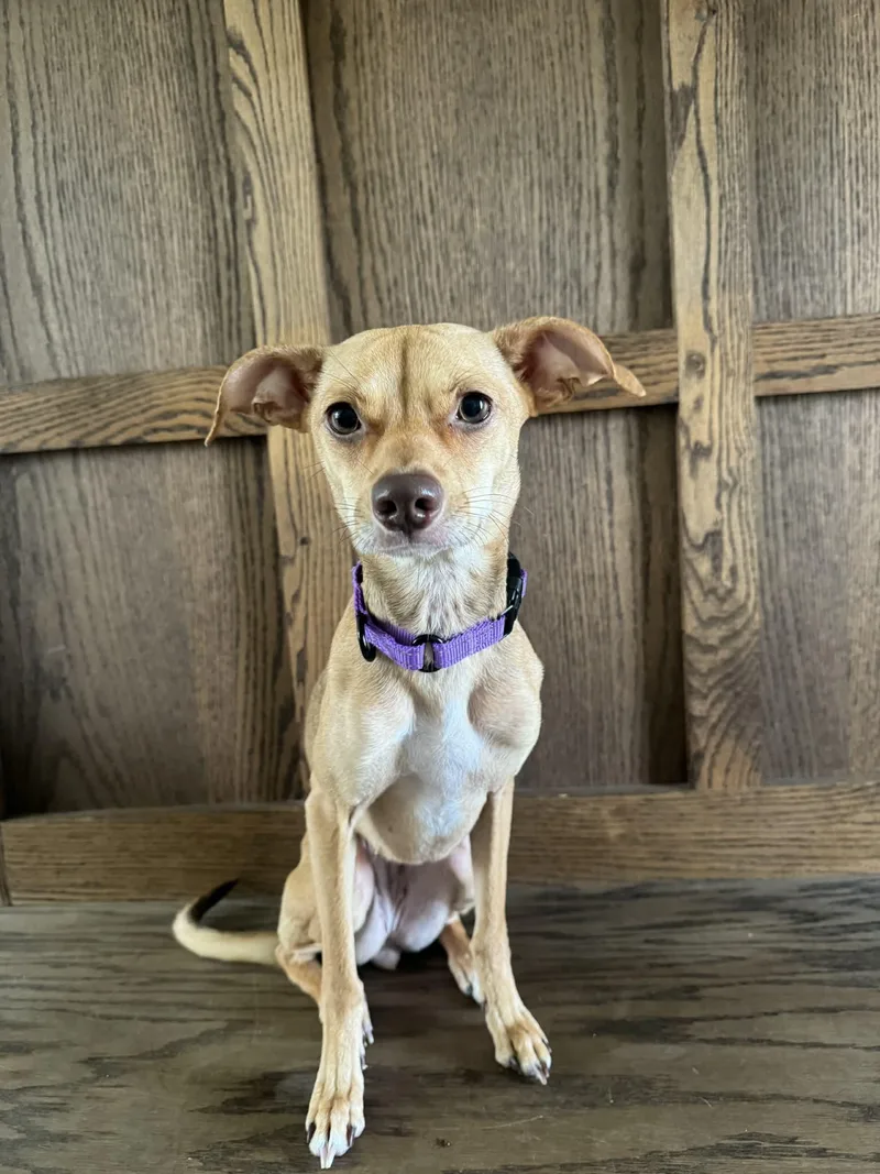A young small-sized female Yellow / Tan / Blond / Fawn Whippet dog named Gracie for adoption in Grand Rapids, MI