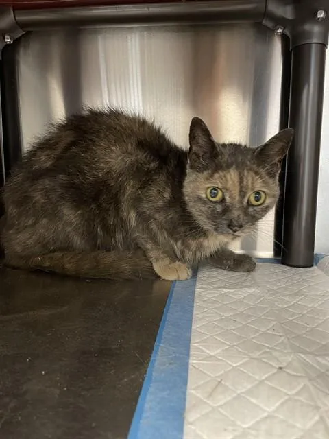 An adult small-sized female Domestic Short Hair cat named Asha for adoption in Westminster, MD