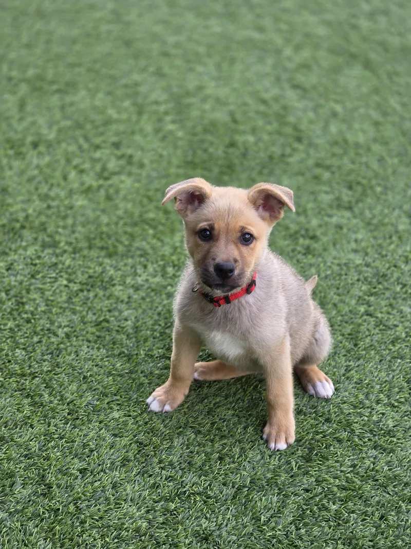 A baby medium-sized female German Shepherd Dog dog named Louise for adoption in Tucson, AZ