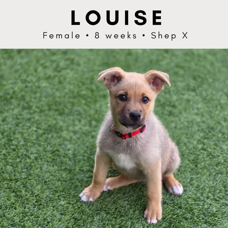 Louise thumbnail 4