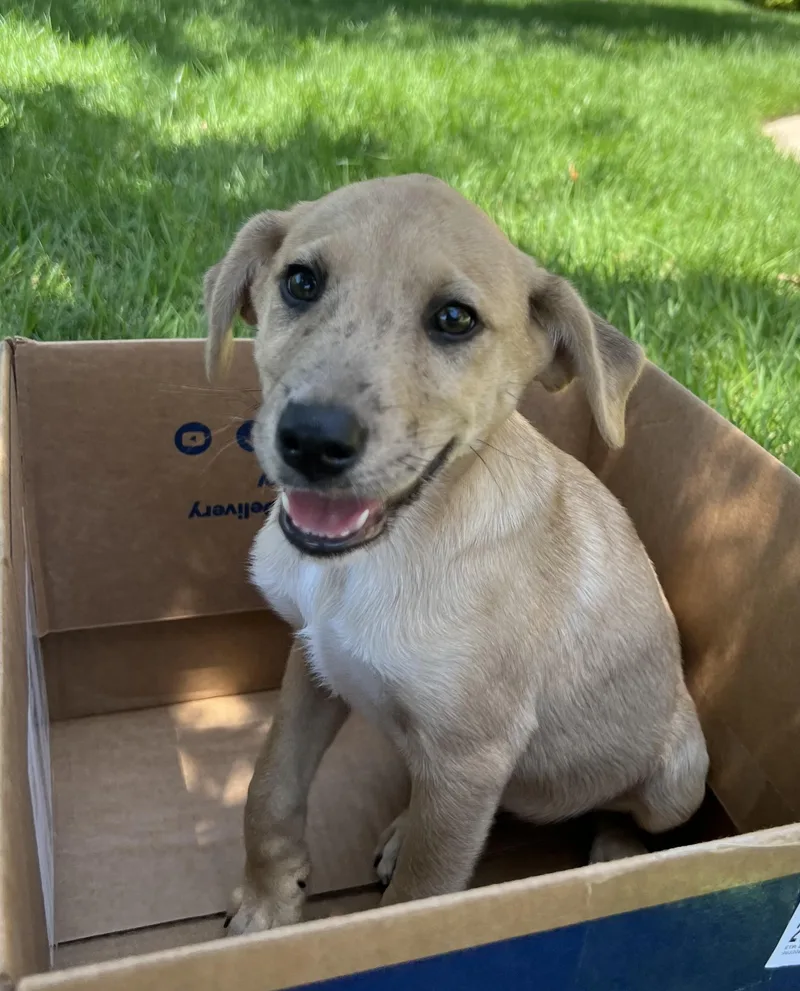 Puppy Daisy