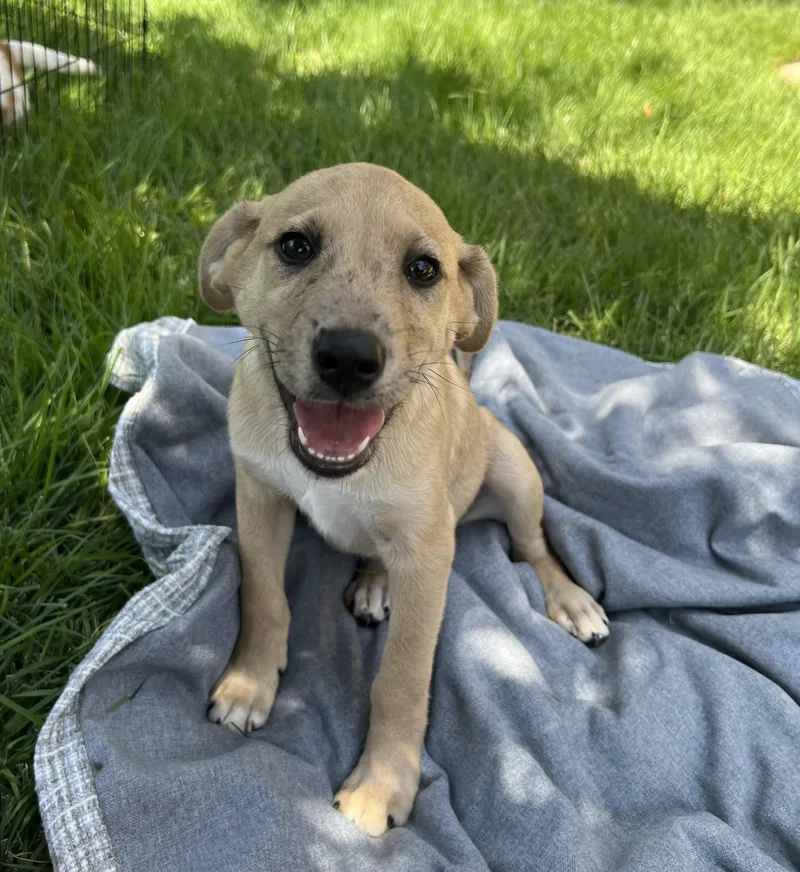Puppy Daisy thumbnail 2