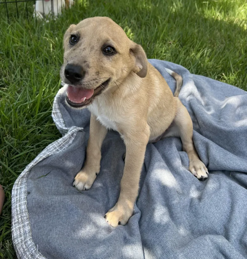 Puppy Daisy thumbnail 3