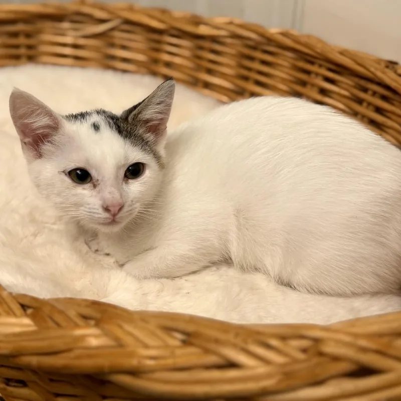 A baby small-sized female White Domestic Medium Hair cat named Bell for adoption in Pacific Palisades, CA