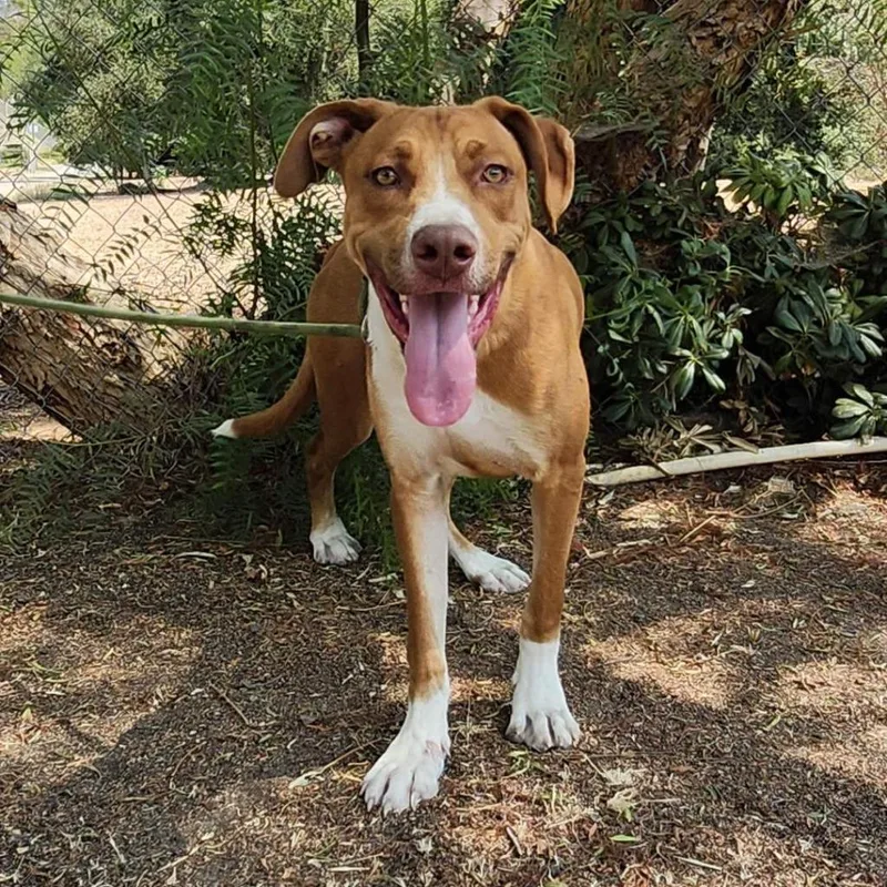 A young large-sized male Pit Bull Terrier dog named Rowdy for adoption in Tehachapi, CA