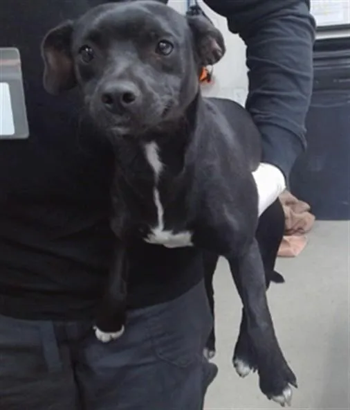 A young small-sized female Chihuahua dog named Hannah for adoption in Salinas, CA