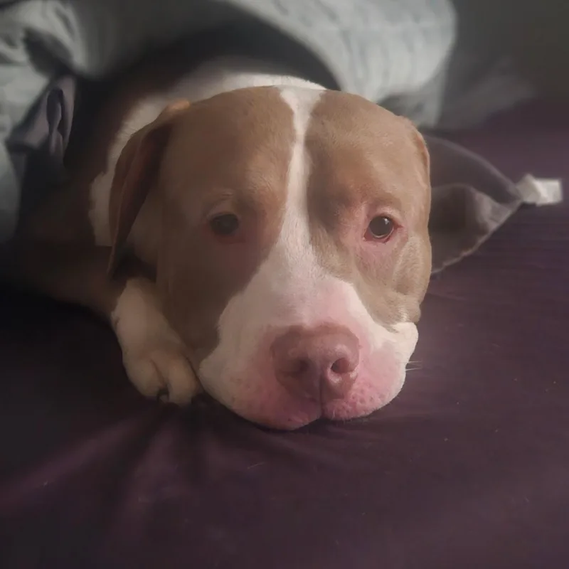 A young large-sized male Pit Bull Terrier dog named October for adoption in Gloucester, VA