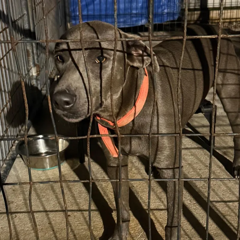 A young medium-sized male Gray / Blue / Silver Blue Lacy dog named Lone Star for adoption in Lake Jackson, TX