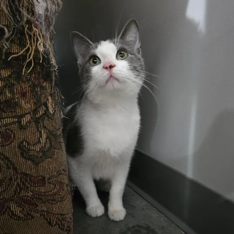An adult medium-sized male White Domestic Short Hair cat named Harry for adoption in Fairmont, WV