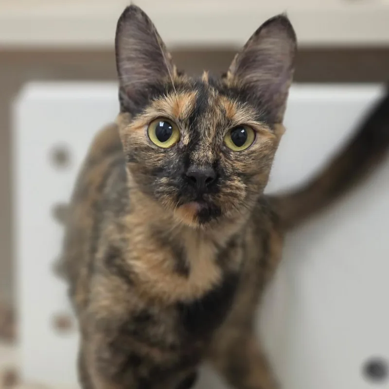 An adult medium-sized female Tortoiseshell Domestic Short Hair cat named Mochi for adoption in Sarasota, FL