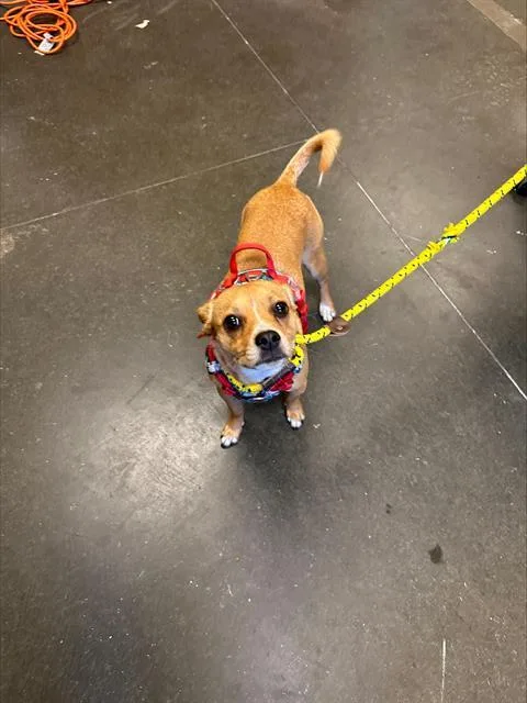 A young small-sized female Chihuahua dog named Peanut for adoption in Santa Cruz, CA