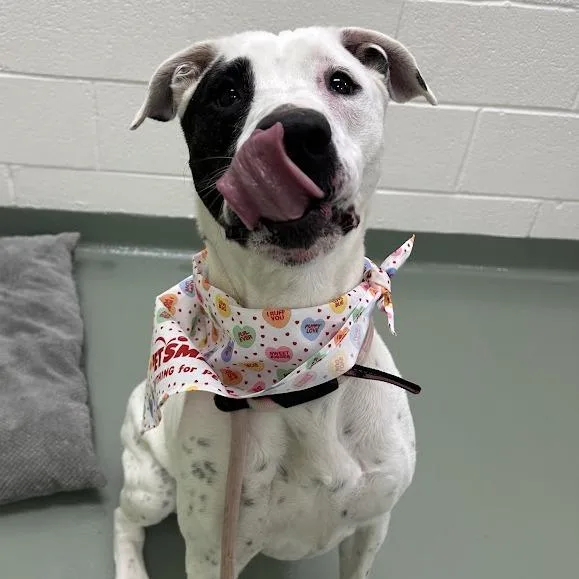 An adult medium-sized female White / Cream Pit Bull Terrier dog named Lani for adoption in Lyndhurst, VA