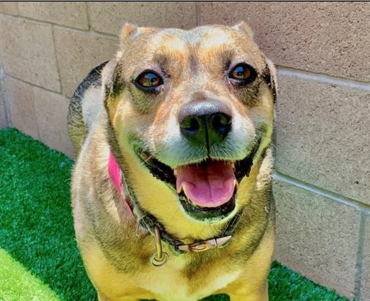 An adult medium-sized female Belgian Shepherd / Malinois dog named Please Save Me  for adoption in San Marcos, CA