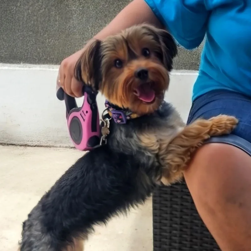 A young small-sized female Black Yorkshire Terrier dog named Zoey for adoption in CORPUS CHRISTI, TX