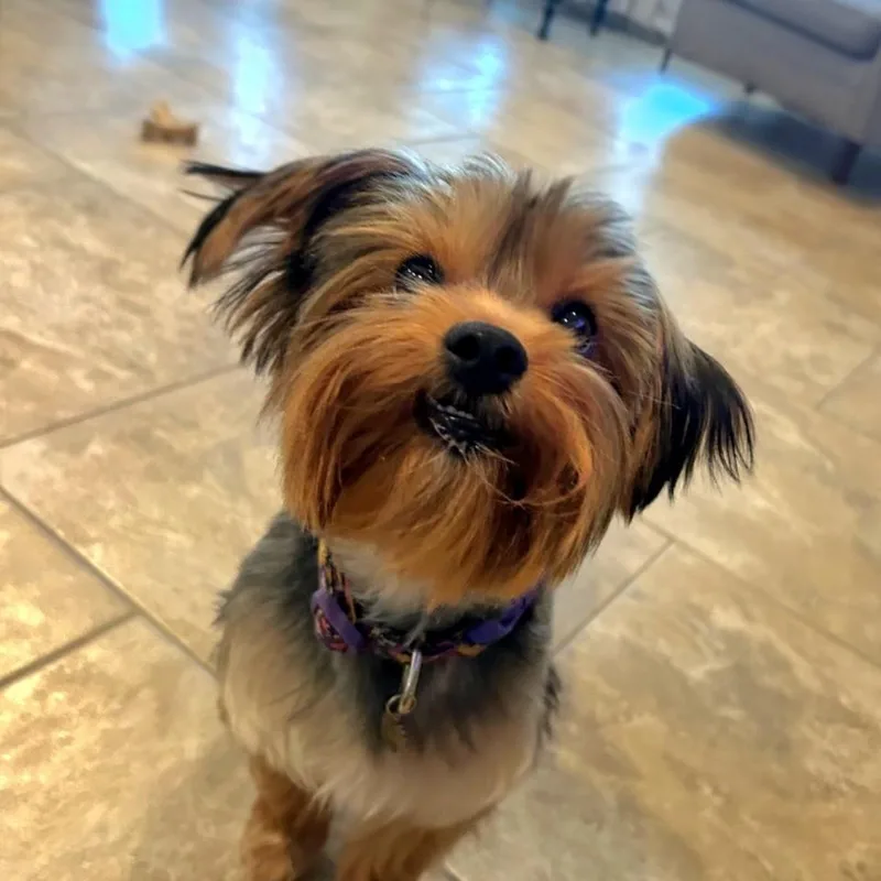 Zoey thumbnail 5