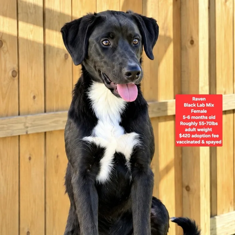 A young large-sized female Black Labrador Retriever dog named Raven for adoption in Oviedo, FL
