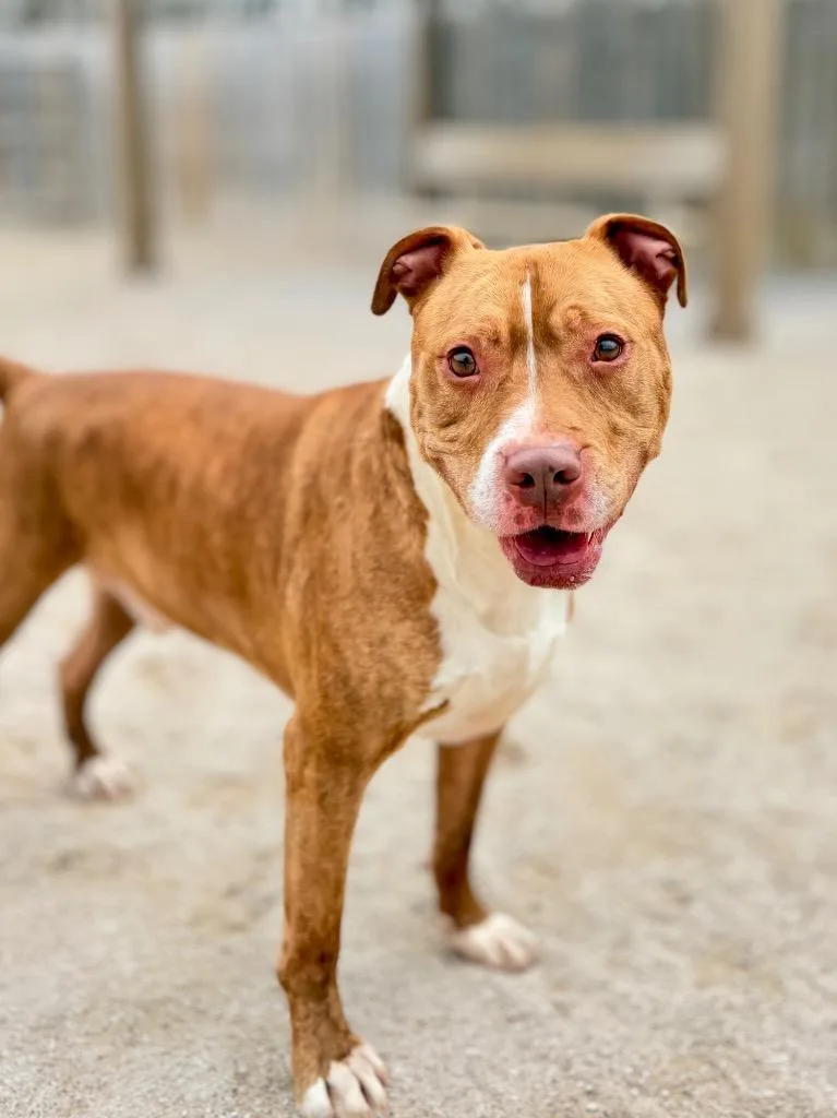 An adult medium-sized male Mixed Breed dog named King for adoption in Muskegon, MI