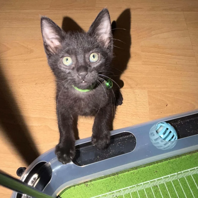 A baby small-sized male Black Domestic Short Hair cat named Yoda for adoption in Antioch, CA