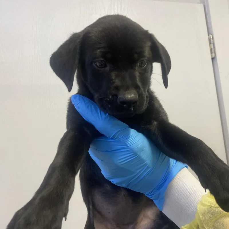 A baby small-sized female Black Labrador Retriever dog named Halo for adoption in Hattiesburg, MS