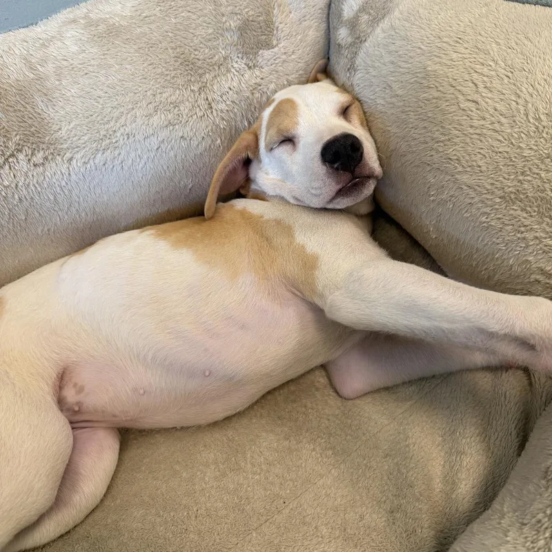 A baby medium-sized female White / Cream Mixed Breed dog named Vicky for adoption in Freeport, FL