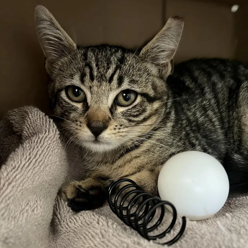 A baby small-sized male Brown / Chocolate Domestic Short Hair cat named Shallot for adoption in Newark, NJ