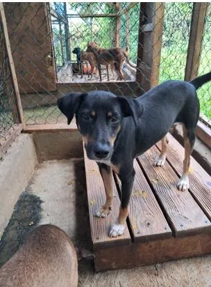 A young small-sized male Brown / Chocolate Retriever dog named Hopelet Baby for adoption in North Reading, MA
