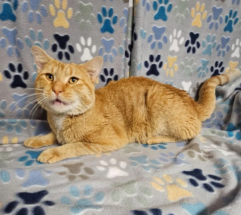 A young medium-sized male Domestic Short Hair cat named Lloyd for adoption in Wabash, IN