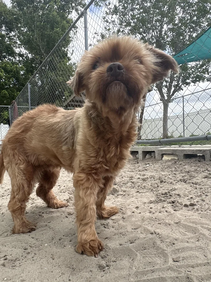 A senior small-sized female Red / Chestnut / Orange Terrier dog named Mya for adoption in New Port Richey, FL
