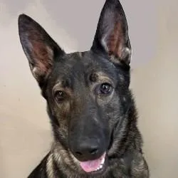 A young medium-sized male German Shepherd Dog dog named Brax for adoption in Brenham, TX