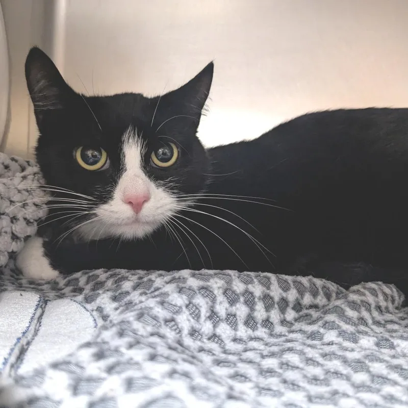 An adult medium-sized female Black Domestic Short Hair cat named Matilda for adoption in Providence, RI