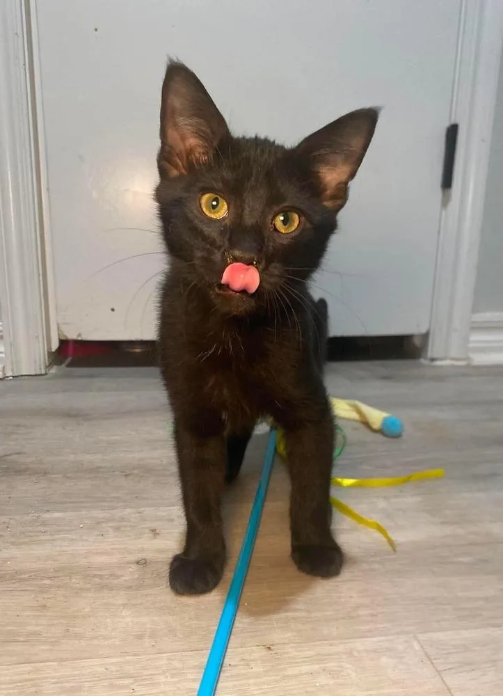 A baby small-sized male Black Domestic Short Hair cat named Biscotti for adoption in Shawnee, OK
