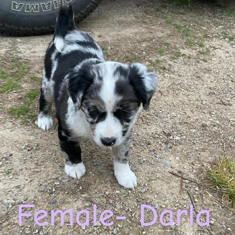 Darla Mae thumbnail 5