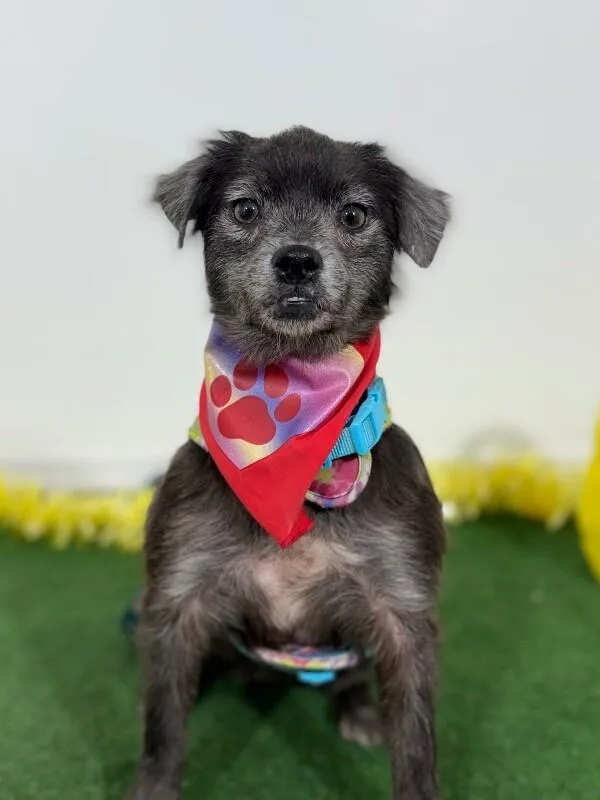 A young small-sized female Black Border Terrier dog named Cherry Cola for adoption in Carlsbad, CA