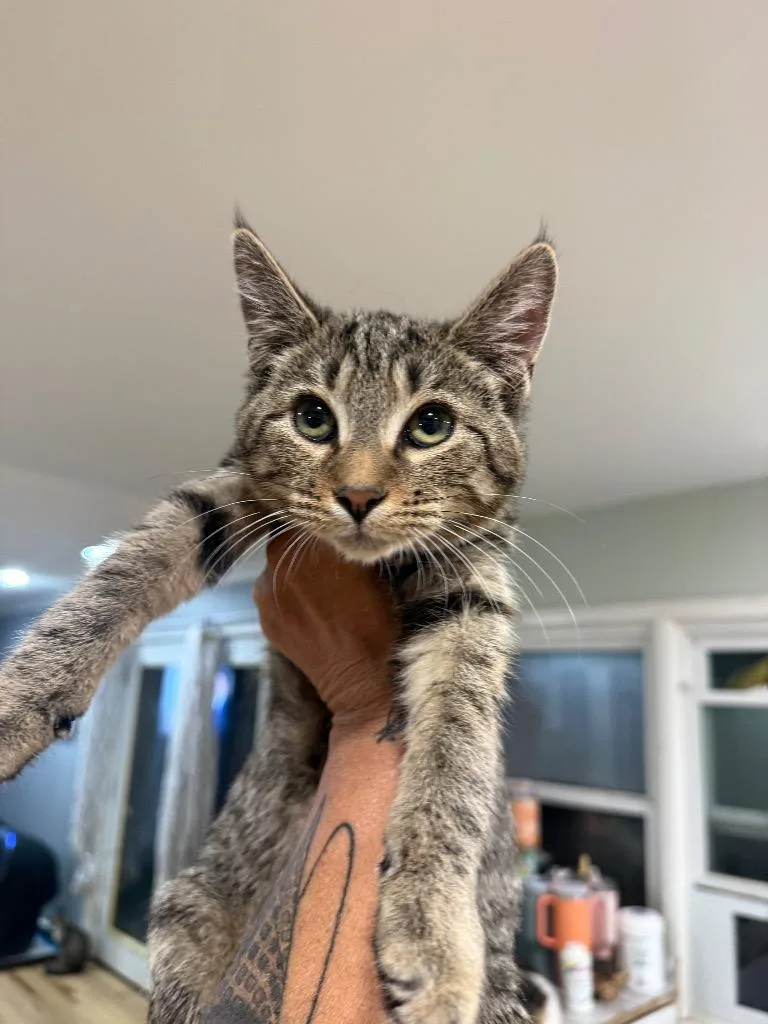 A baby large-sized male Domestic Short Hair cat named Macchiato for adoption in warrenville, SC