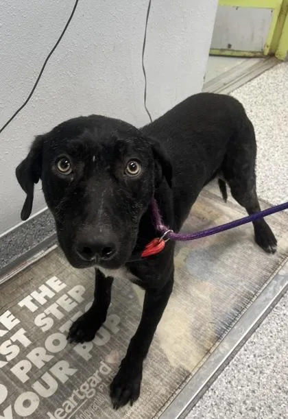 A young medium-sized male Hound dog named Tae for adoption in Daytona Beach, FL