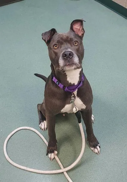 An adult medium-sized female Gray / Blue / Silver Pit Bull Terrier dog named Mia for adoption in Williamsport, PA
