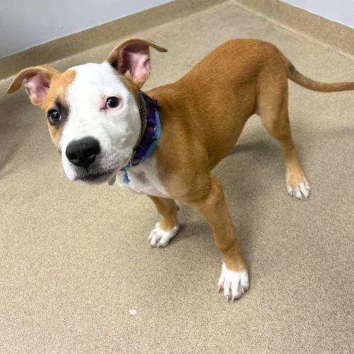 A baby small-sized male American Staffordshire Terrier dog named Wiggles for adoption in Aurora, CO