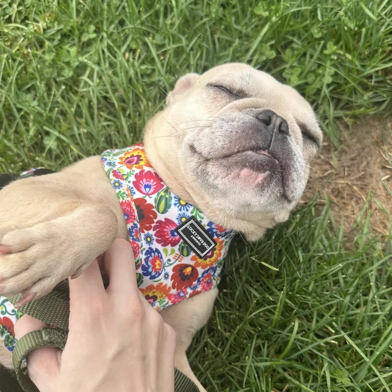 An adult small-sized female Yellow / Tan / Blond / Fawn French Bulldog dog named Smurf for adoption in Pittsburgh, PA