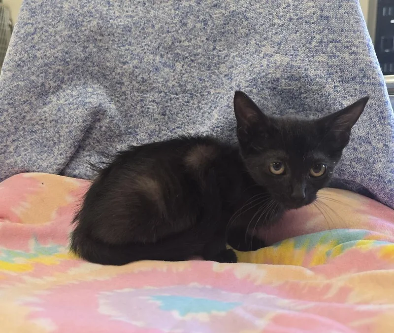 A baby small-sized female Black Domestic Short Hair cat named Talia for adoption in Dickson, TN