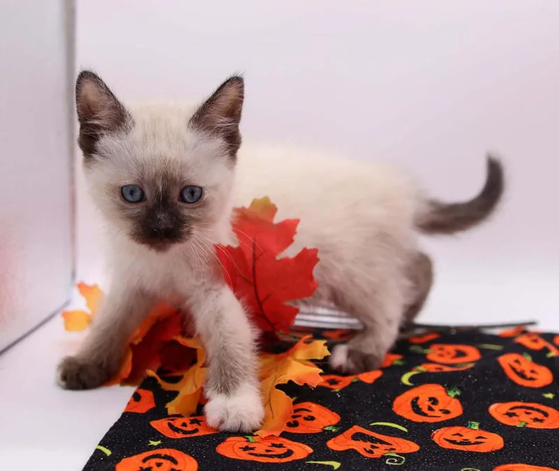 An adult large-sized female Domestic Short Hair cat named Eva II for adoption in Muskegon, MI