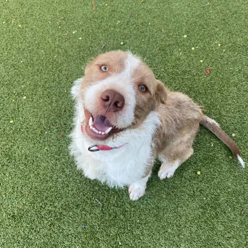 An adult medium-sized male Terrier dog named Teddy for adoption in New Bedford, MA