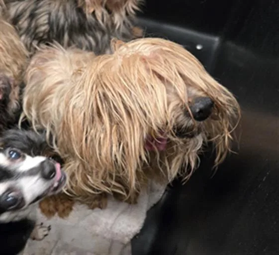 A senior small-sized male Mixed Breed dog named Gucci for adoption in Dallas, TX